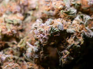 Dry cannabis buds