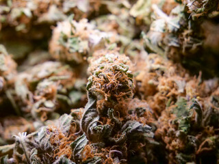 Dry cannabis buds