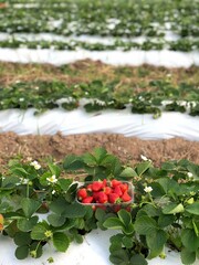 packaging of fresh red strawberries in the open ground