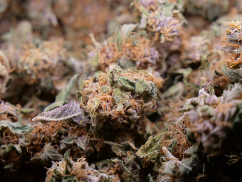 Dry cannabis buds