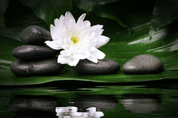 black wet spa stones with white flower on green leaf. beauty treatment concept. water reflection