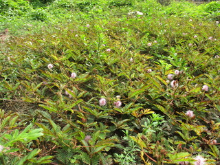 Thorny weeds in your yard look great when they flower