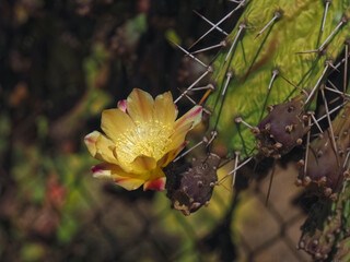 Thirsty blooming Prickly pear cacti with red ripe figs outside
