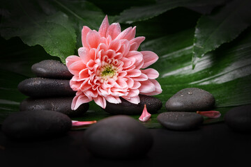 spa massage stones with pink flower on green leaf. beauty treatment concept