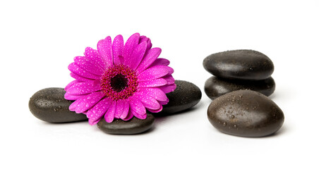 Fototapeta na wymiar spa massage stones with wet purple flower isolated on white background