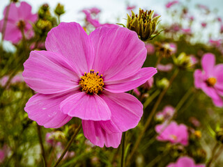 Fototapeta premium Flor