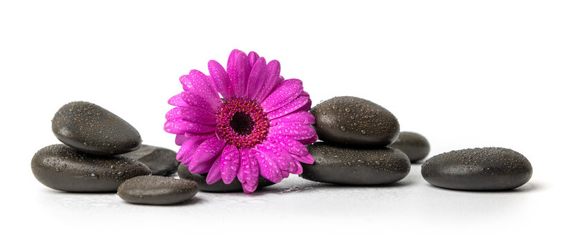 spa and wellness - black wet massage stones with purple flower isolated on white background