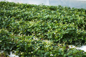 young green plants strawberries in flowers in the greenhouse