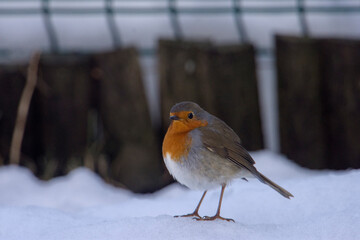 Il folletto invernale