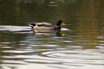 duck in the water