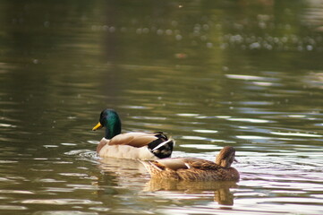 ducks on the lake