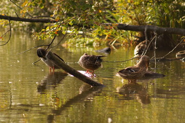 ducks on the pond