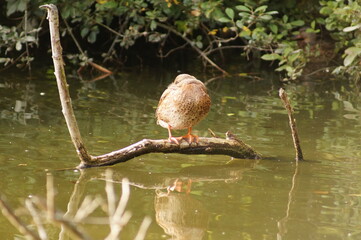 red winged blackbird