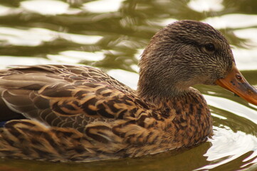 duck on the water