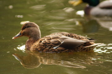 duck on the lake