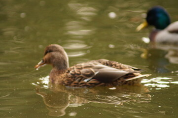 duck in the water