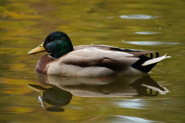 duck on the water