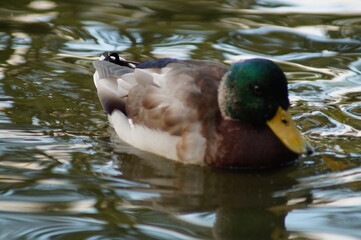 duck on the water