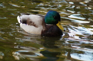 duck in the water
