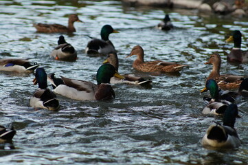 ducks in the lake