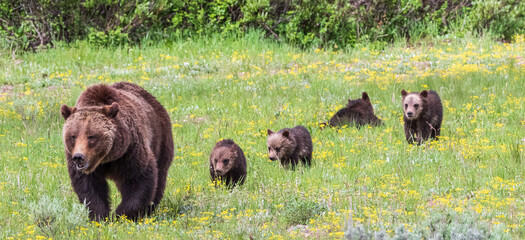 399 and her four cubs