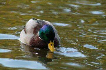 duck in water