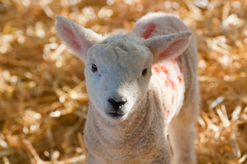 Obraz premium Cute portrait of a new born Lleyn lamb at lambing time