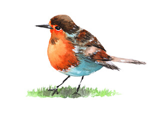 Watercolor illustration of a beautiful Robin bird