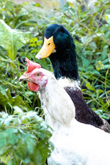 duck Drake with a green head walks with chickens on the green grass