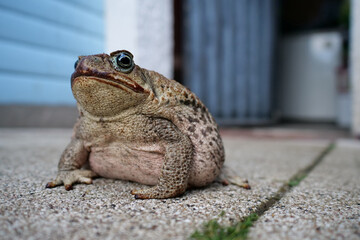 Eine große Agakröte, Bufo marinus, sitzt im Garten vor einem Schuppen, Froschperspektive
