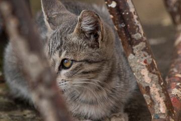 Various views of a tabby kitten