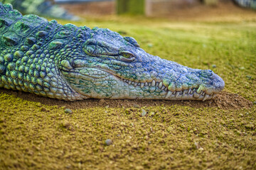 Fototapeta premium Close up of Nile Crocodile, Crocodylus niloticus