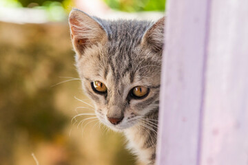 Various views of a tabby kitten