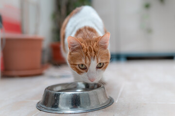 gato blanco y marron con ojos amarillos bebe agua. primer plano