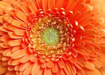 Orange gerbera (daisy) flower, close up