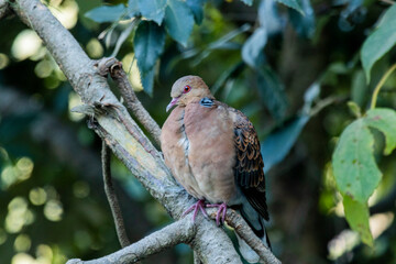 A close up of a turtle dove