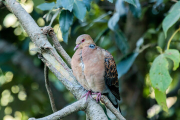 A close up of a turtle dove