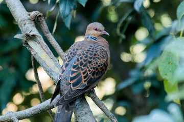 A close up of a turtle dove