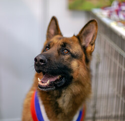 German shepherd dog