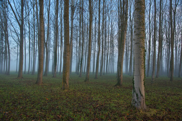Nebelwald im Grand Ried im Elsass