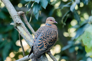 A close up of a turtle dove