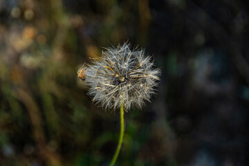 dandelion on an unfocused background in the middle of the forest - 392298284