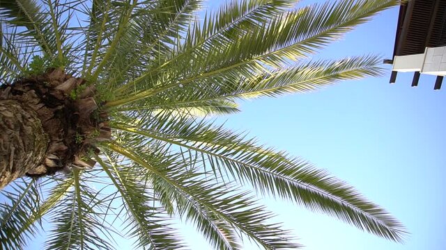 bottom view of a palm tree against the blue sky
