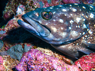 White-Spotted Grouper (Epinephelus caeruleopunctatus) - Fiji