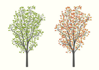 Fototapeta na wymiar Tree in two versions summer and autumn on a light background
