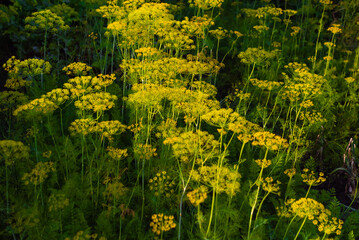 mature flowering dill planted in the garden bed