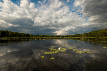 Water lilies on a lake on a cloudy day