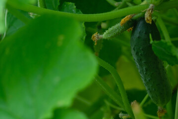 ripe green cucumber ready to eat and small growing cucumber in the greenhouse