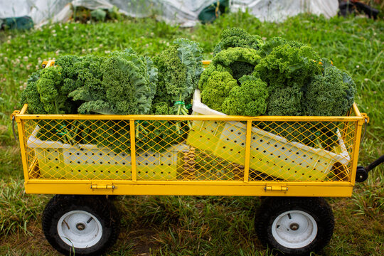 Bunches Of Green Kale In A Yellow Cart