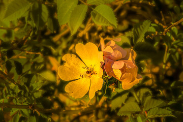 wild yellow flower in the middle of the forest - 392299446